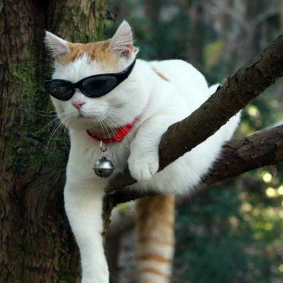 AlaCatMao