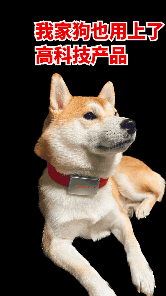 我家狗也用上了高科技产品
