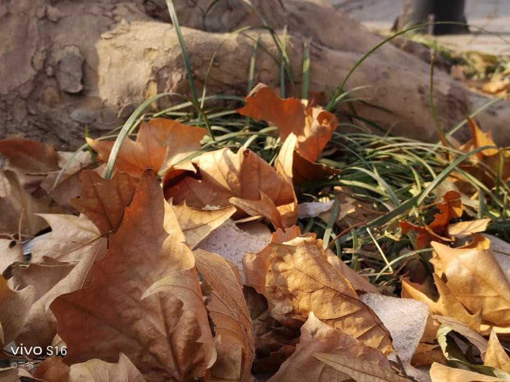 vivo S16烟花评测：双面柔光人像、全能优秀表现