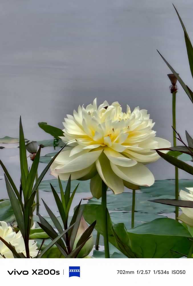 金色荷花，夏风随去，秋风而来！