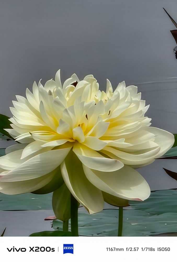 金色荷花，夏风随去，秋风而来！