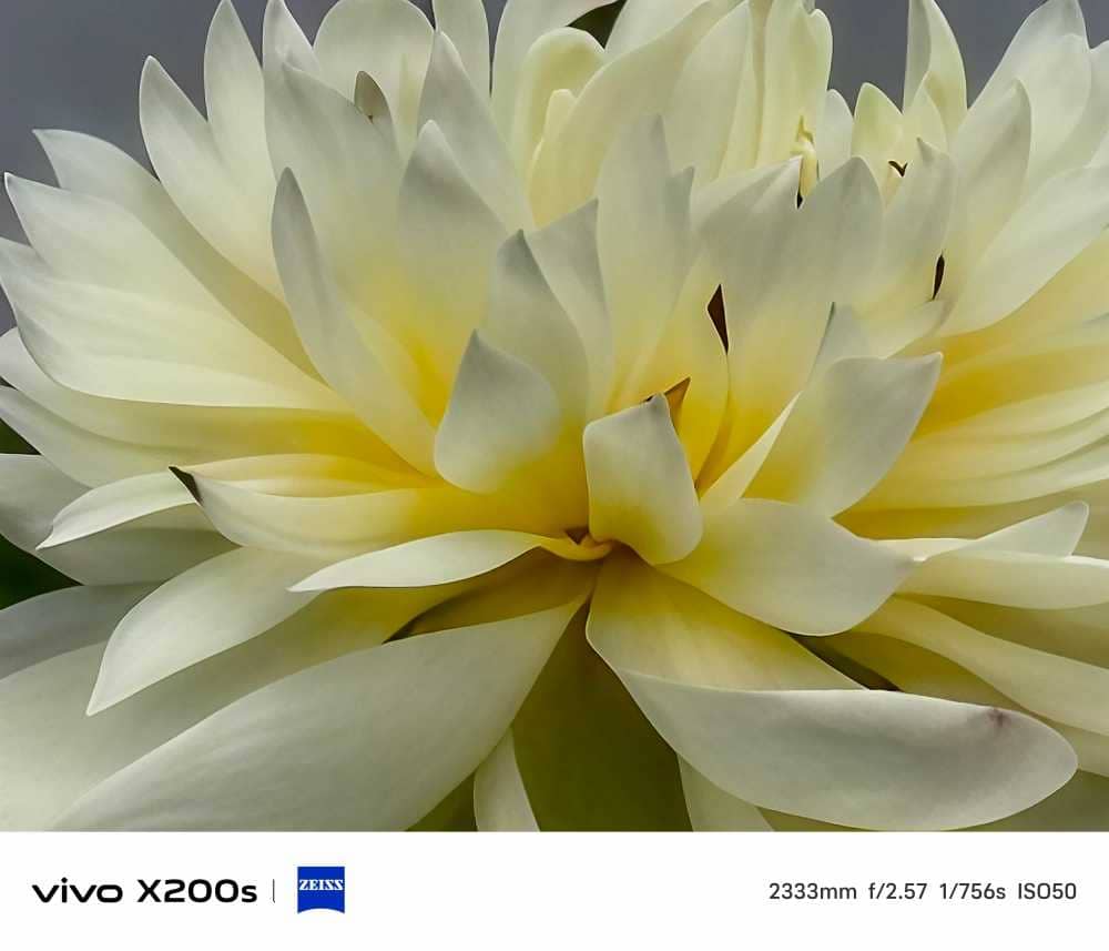 金色荷花，夏风随去，秋风而来！