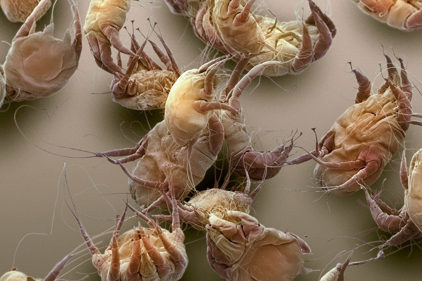 除螨仪有用吗？十大除螨仪排行榜深度测评曝光！超实用攻略