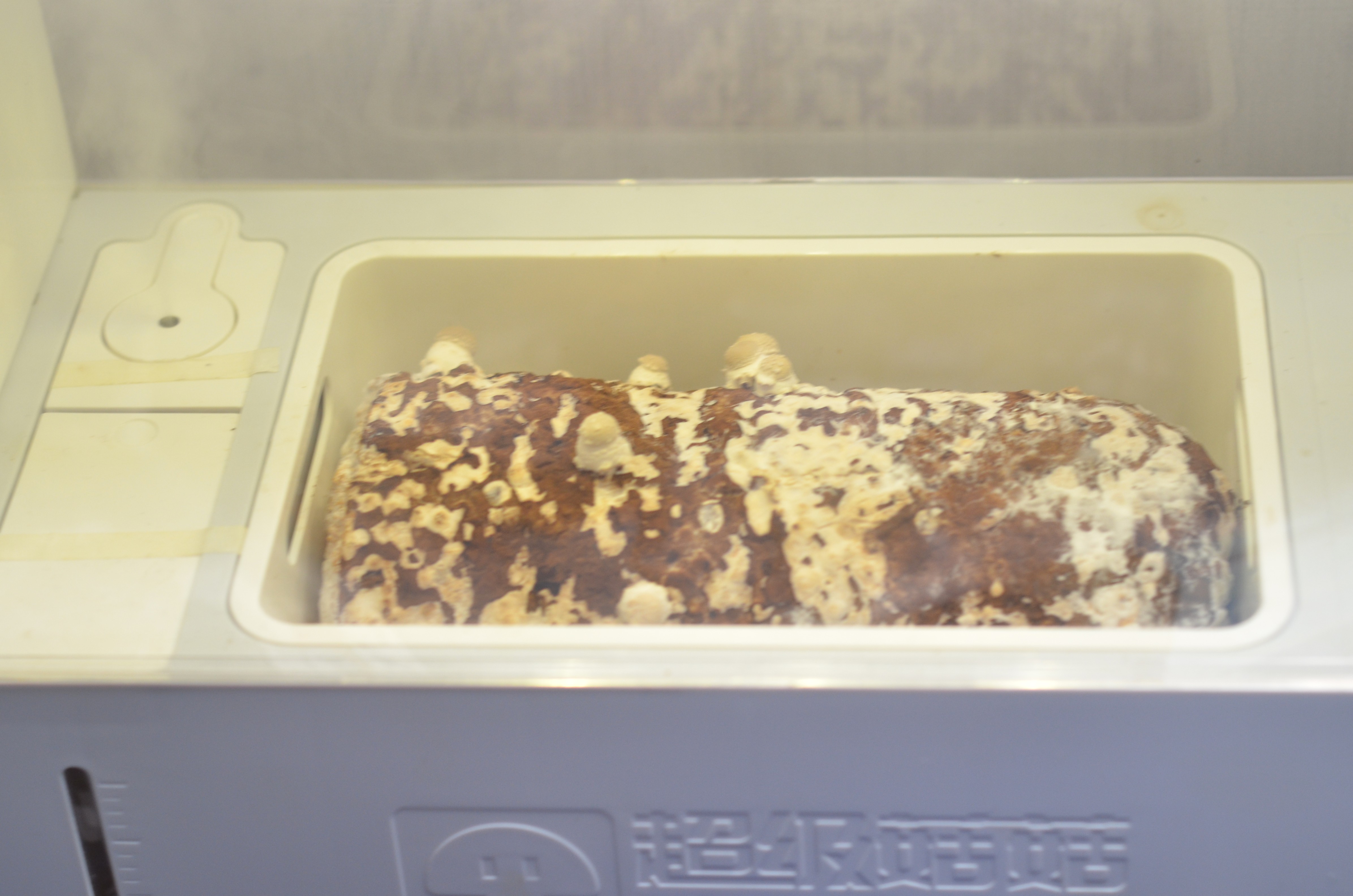 超级菇菇 蘑菇生态箱,七天自然生长让你静享美味蘑菇成长记