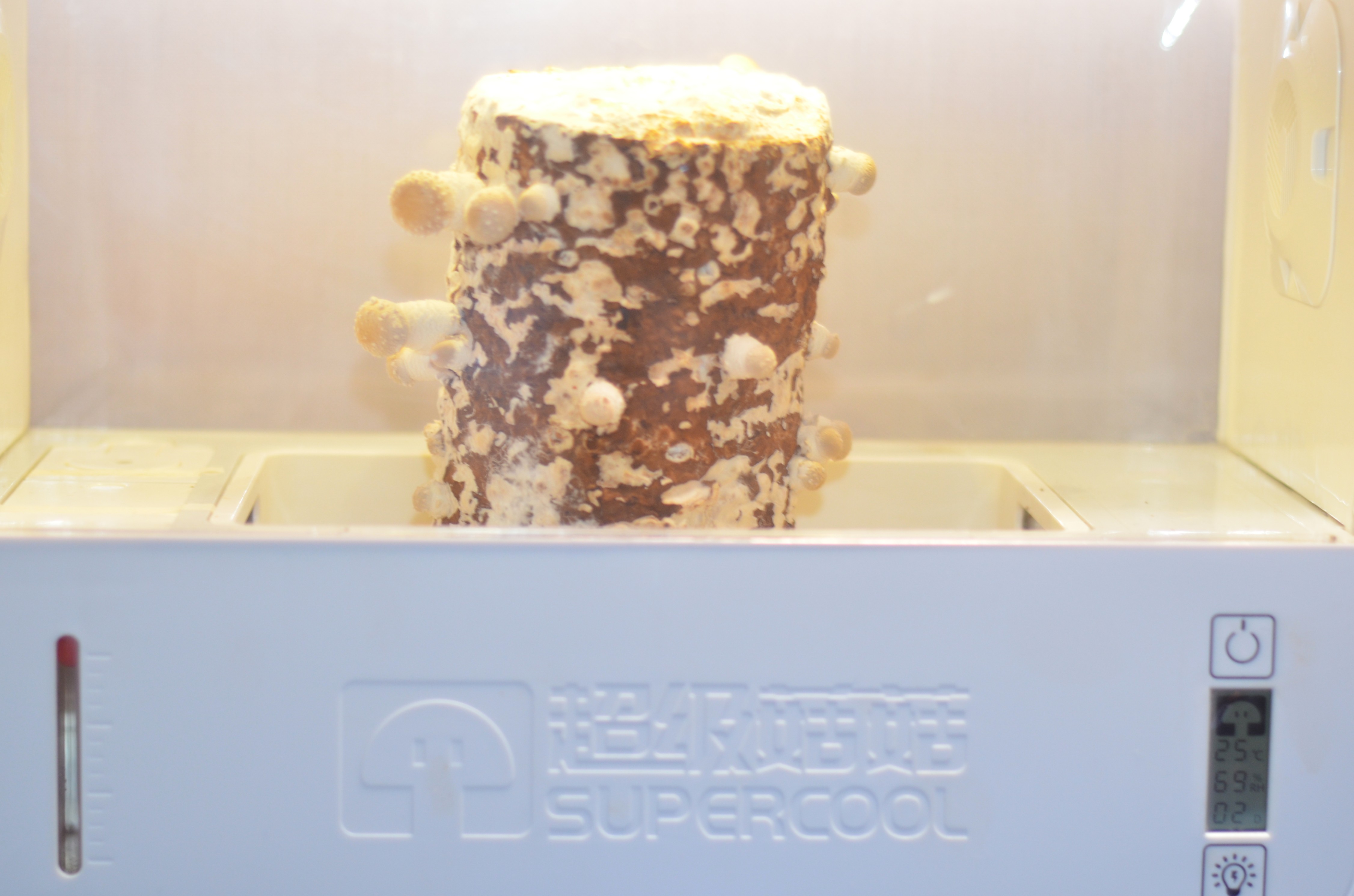 超级菇菇 蘑菇生态箱,七天自然生长让你静享美味蘑菇成长记