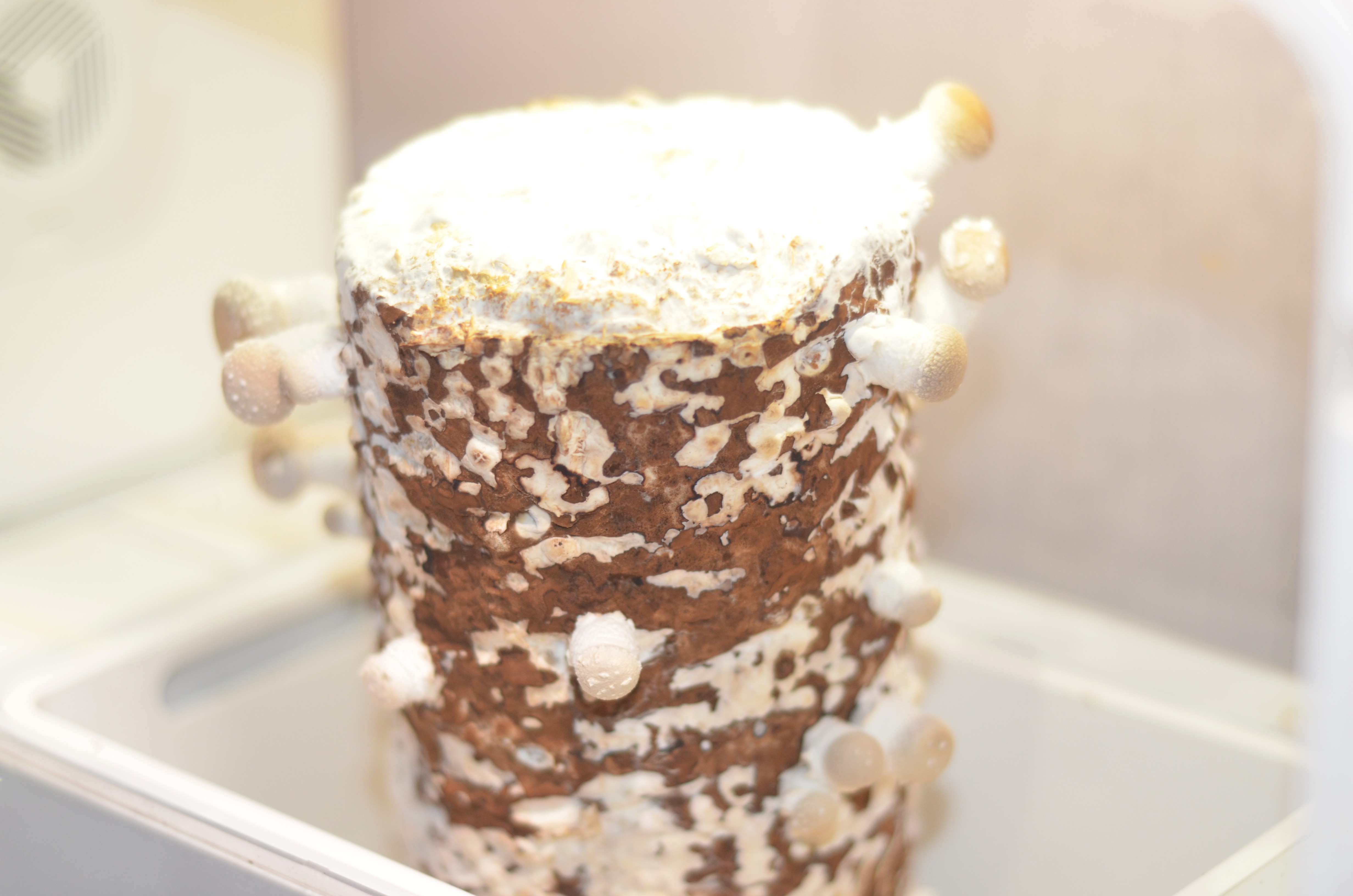 超级菇菇 蘑菇生态箱,七天自然生长让你静享美味蘑菇成长记