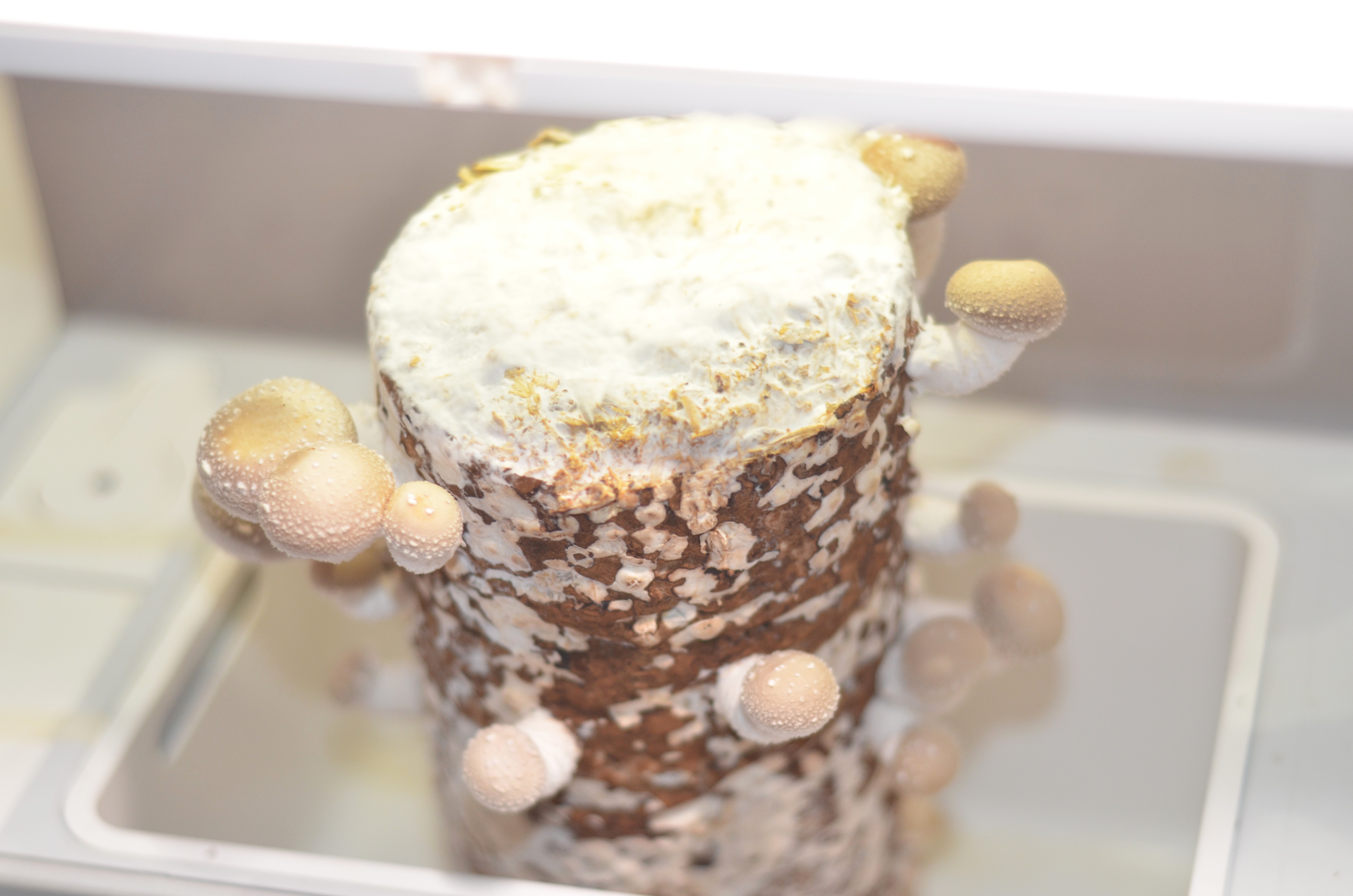 超级菇菇 蘑菇生态箱,七天自然生长让你静享美味蘑菇成长记