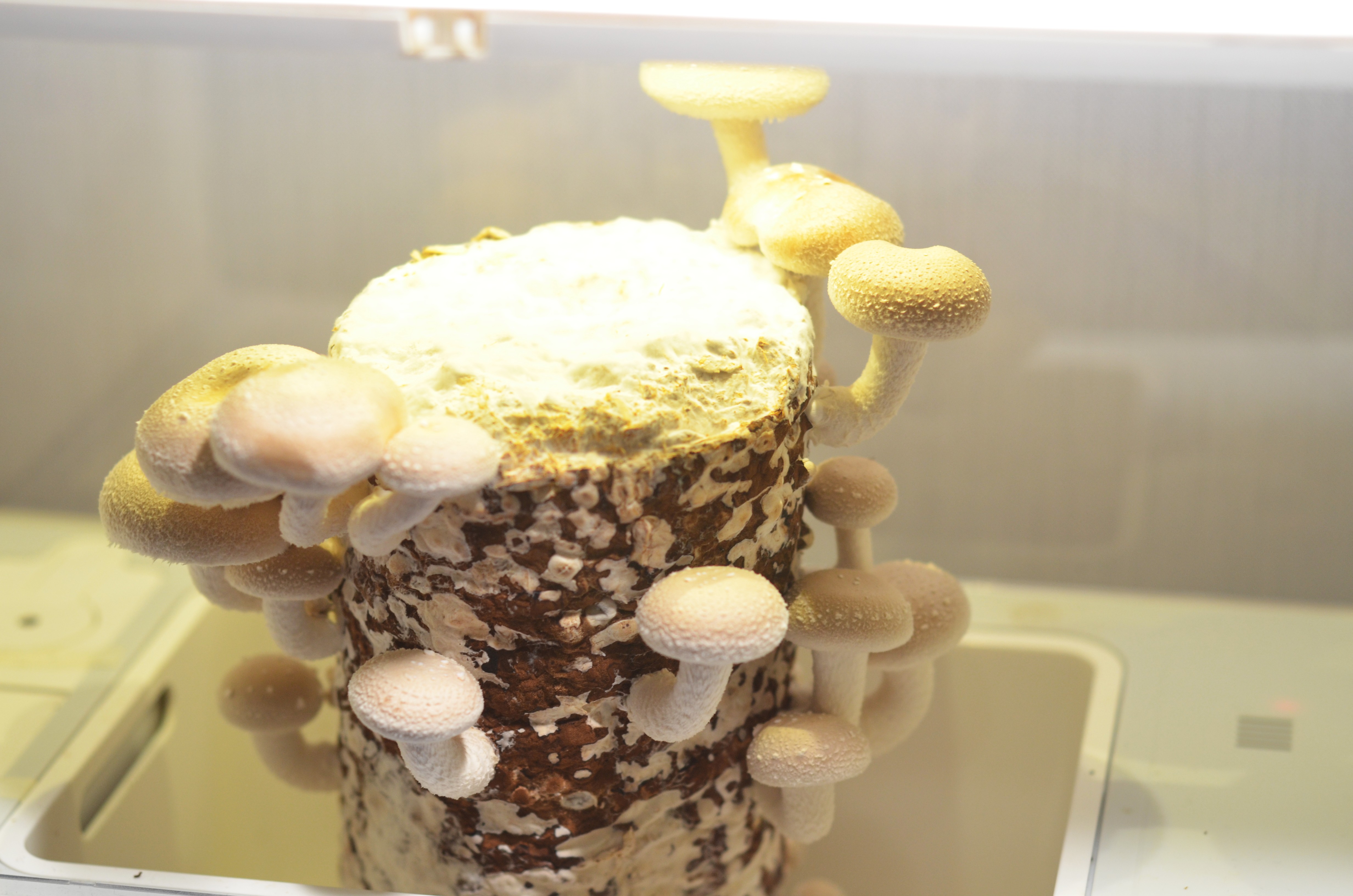 超级菇菇 蘑菇生态箱,七天自然生长让你静享美味蘑菇成长记