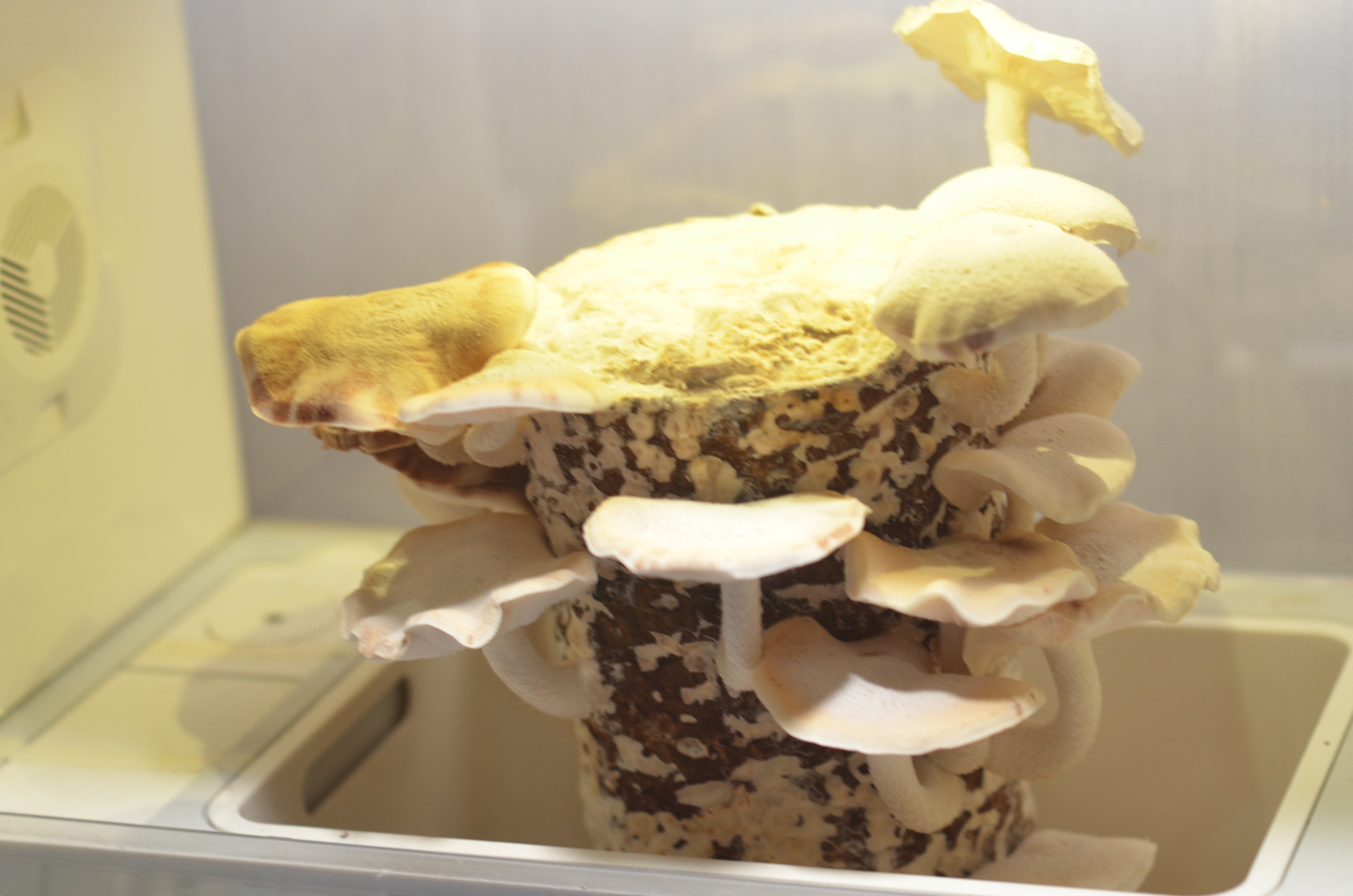 超级菇菇 蘑菇生态箱,七天自然生长让你静享美味蘑菇成长记