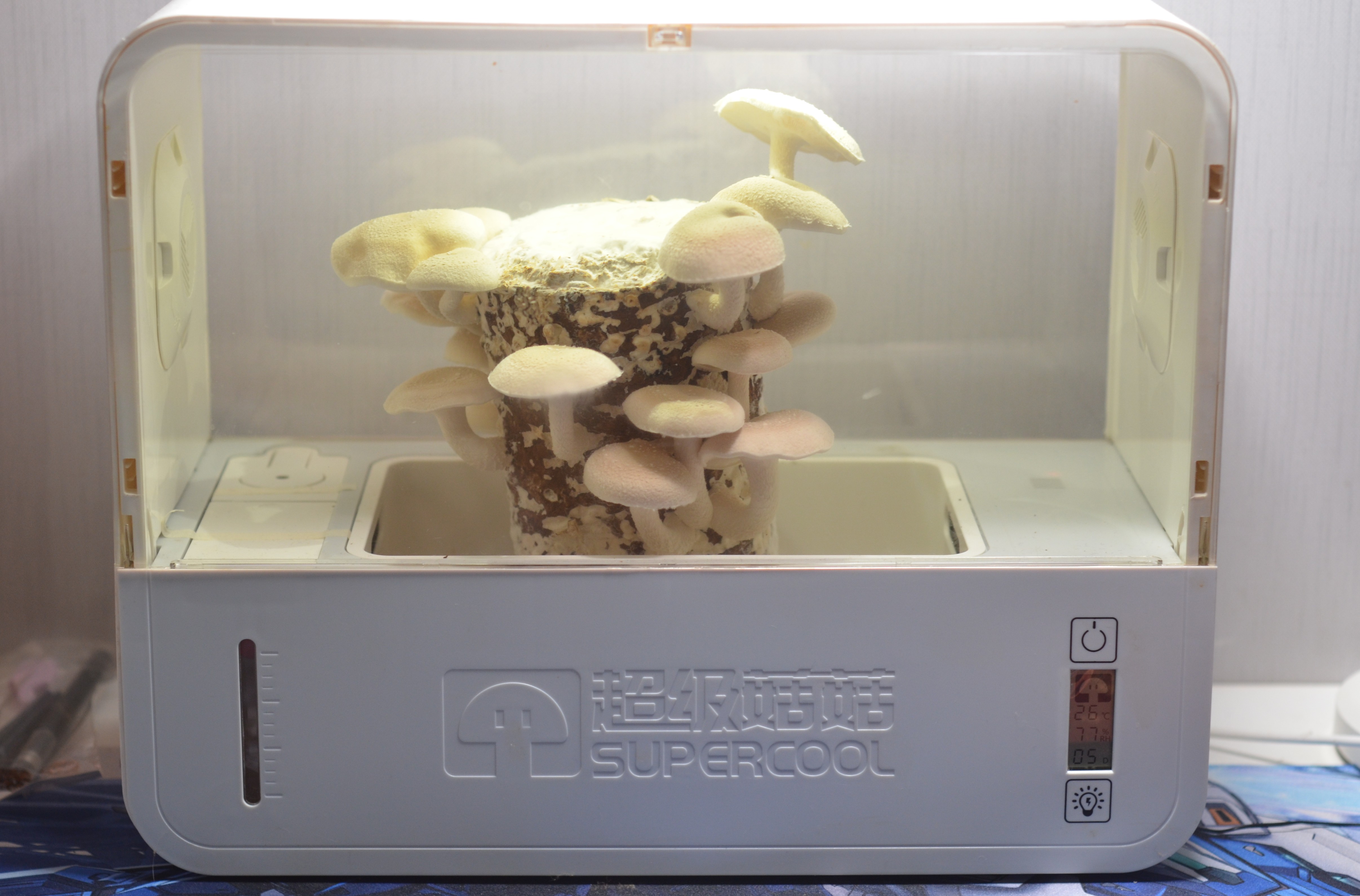 超级菇菇 蘑菇生态箱,七天自然生长让你静享美味蘑菇成长记