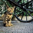 胖蜗牛
