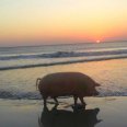 九观沧海