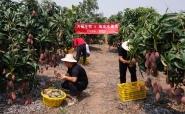 “春天的第一口水果” 树上熟的海南芒果、凤梨在天猫上新